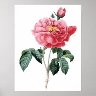 Botanical PREMIUM QUALITY print of rose