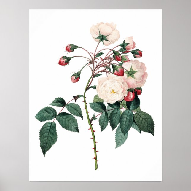 Botanical PREMIUM QUALITY print of rose (Front)