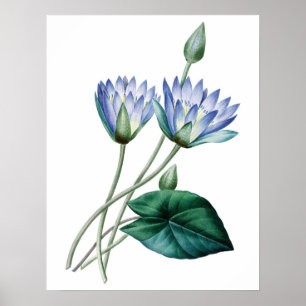 Botanical PREMIUM QUALITY print of water lilies