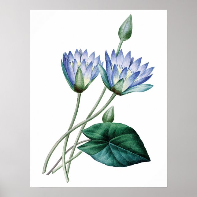 Botanical PREMIUM QUALITY print of water lilies (Front)