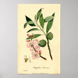Botanical Print Almond (amygdalus communis)