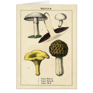 Botanical Print - British Mushrooms & Fungi