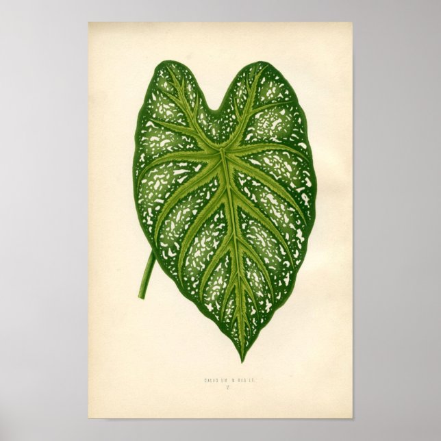 Botanical Print - Caladium Leaf (Front)