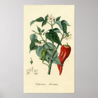 Botanical Print - Chilli - Capsicum Annuum