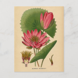 Botanical Print - Egyptian Water Lily Postcard