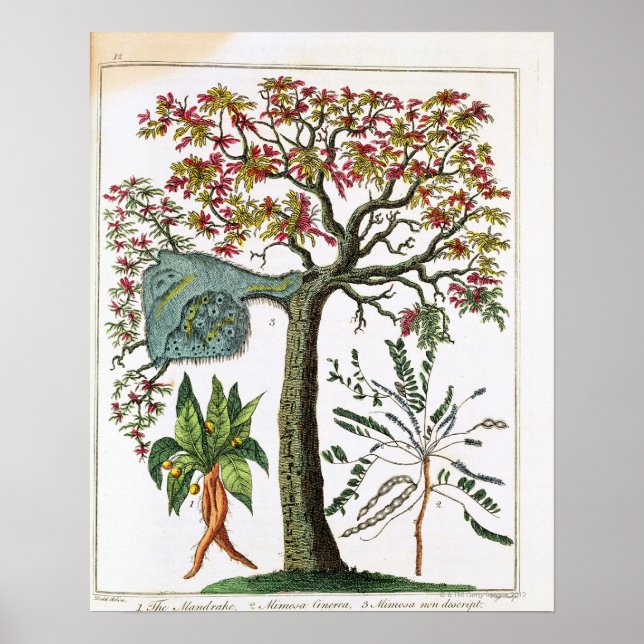 Botanical print from 18th century (Front)