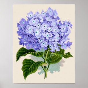 Botanical Print - Hydrangea