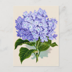 Botanical Print - Hydrangea Postcard