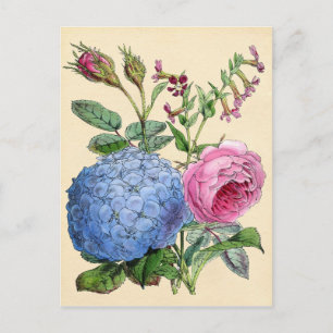 Botanical Print - Hydrangea & Roses Postcard