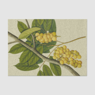 Botanical print Lanzones Tissue Paper