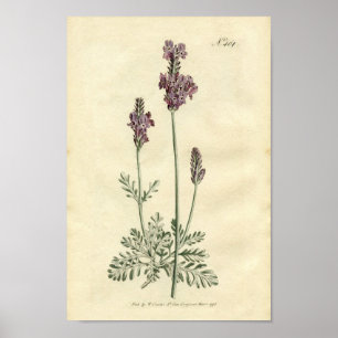 Botanical Print - Lavender