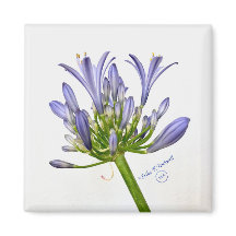 Botanical Print - Lily of the Nile