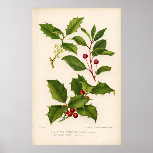 Botanical Print - Mountain & American Holly (Front)