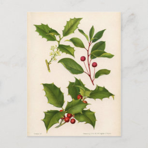 Botanical Print - Mountain & American Holly Postcard