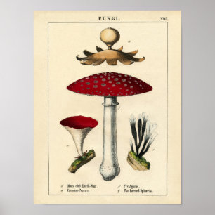 Botanical Print - Mushrooms & Fungi