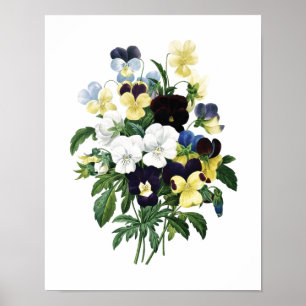 Botanical print of PANSIES original by Redoute
