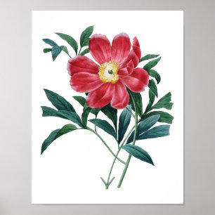 Botanical print of PEONY original by Redoute