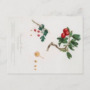 BOTANICAL PRINT OF RED THORN APPLE POSTCARD