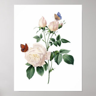Botanical print of ROSES original by Redoute