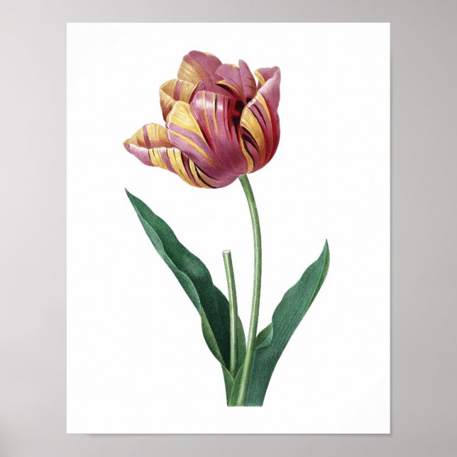 Botanical print of TULIP original by Redoute (Front)