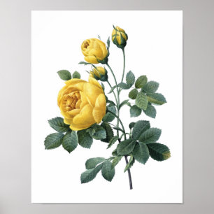 Botanical print of YELLOW ROSE by Redoute