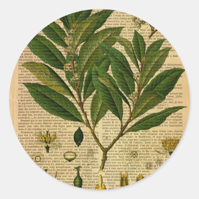 Botanical print on old book page classic round sticker (Front)