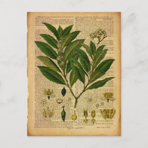 Botanical print on old book page postcard