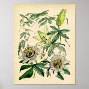 Botanical Print - Passion Flower (Passiflora)