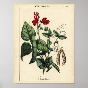 Botanical Print - Pea & Scarlet Runner Bean