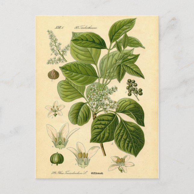 Botanical Print - Poison Ivy (Toxicodendron) Postcard (Front)