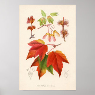 Botanical Print - Red Maple (acer rubrum)