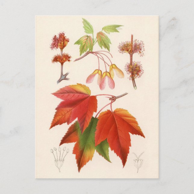 Botanical Print - Red Maple (acer rubrum) Postcard (Front)