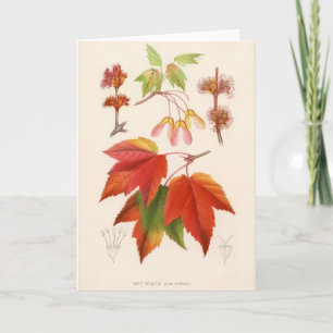 Botanical Print - Red Maple Card