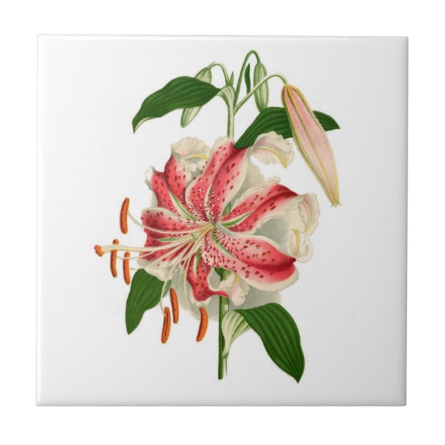Botanical Print Red Tiger Lily lancifolium rubrum Tile (Front)