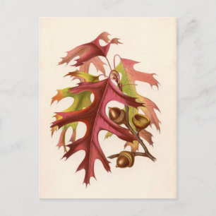 Botanical Print - Scarlet Oak (quercus coccinea) Postcard
