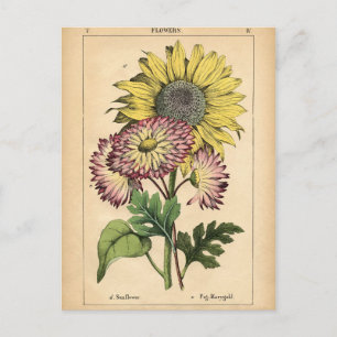 Botanical Print - Sunflower & Marigold Postcard