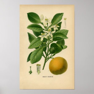 Botanical Print - Sweet Orange