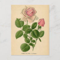 Botanical Print - Tea Rose