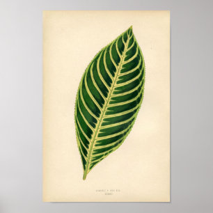 Botanical Print - Tropical Leaf