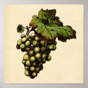 Botanical Print - White Grape