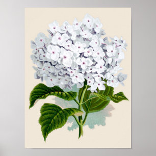 Botanical Print - White Hydrangea