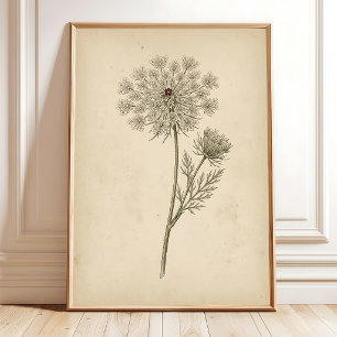 Botanical Queen Anne's Lace Print Art