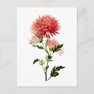 Botanical Red Bachelor Button Postcard