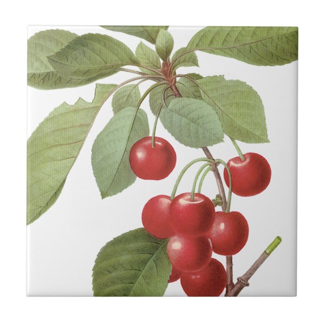 Botanical Red Cherries Tile (Front)