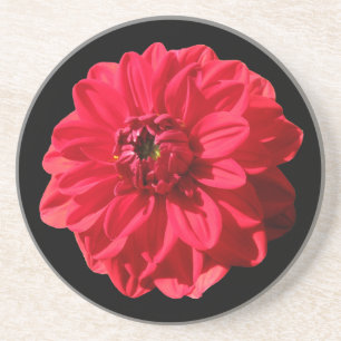 Botanical Red Dahlia Flower on any Colour Coaster