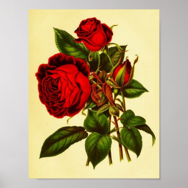 Botanical Red Rose Poster (Front)