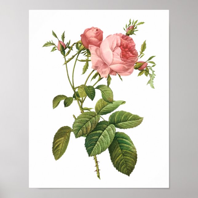 Botanical Rosa Centifolia Goliacea Redoute Poster (Front)