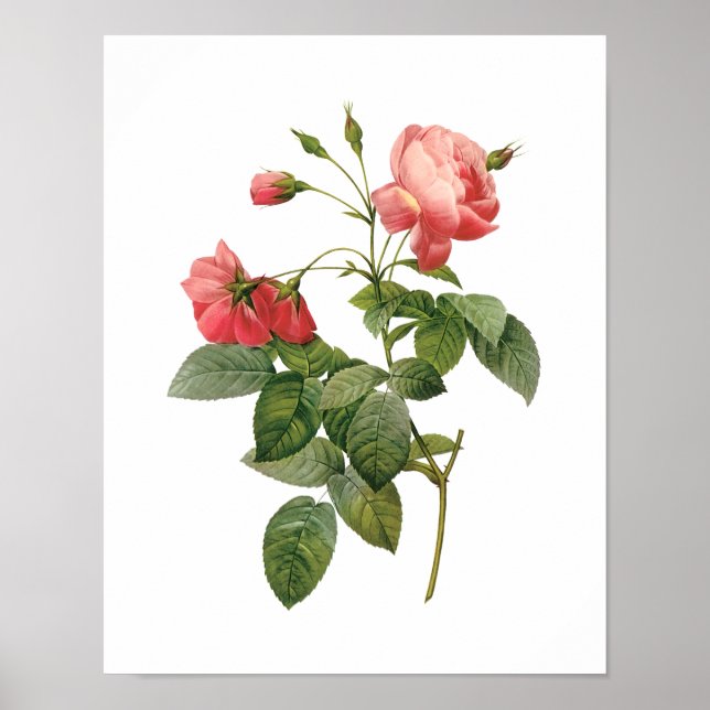 Botanical Rosa Centifolia Redoute Poster (Front)