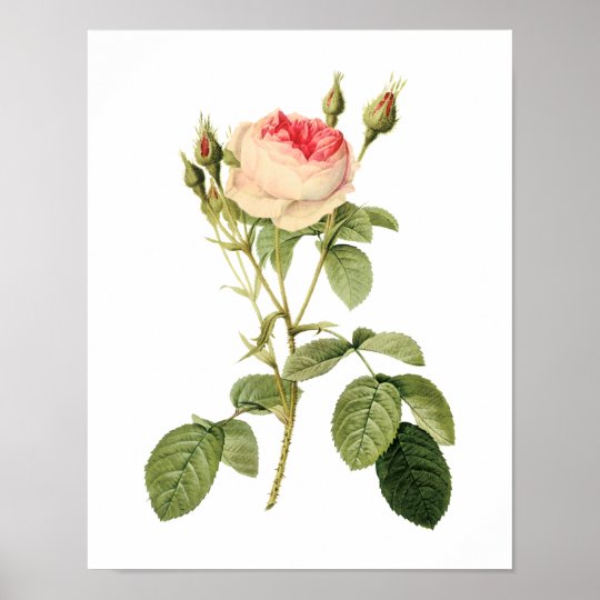 Botanical Rosa Musoosa Multiplex Redoute Poster