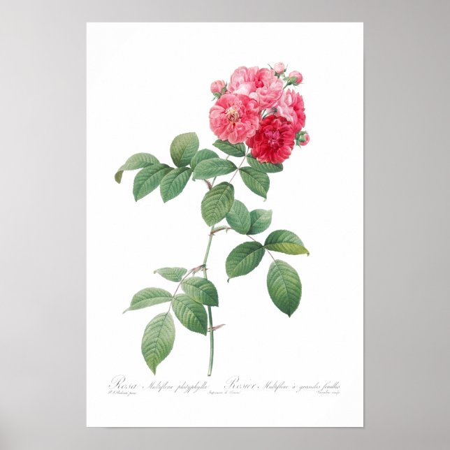 BOTANICAL "SEVEN SISTERS ROSES" REDOUTÉ POSTER (Front)